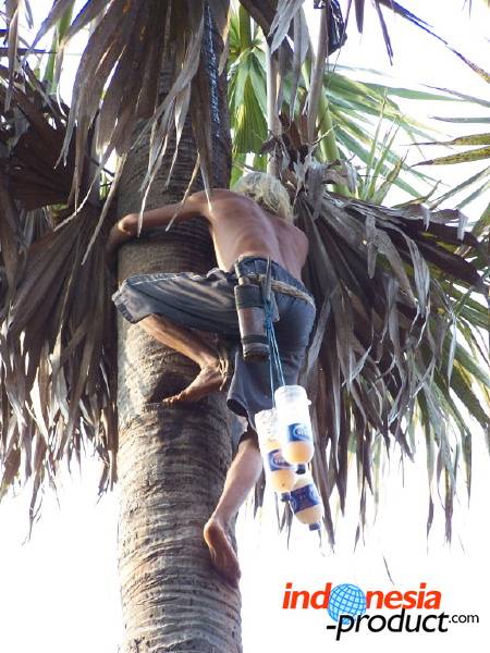 siwalan-tree-30.jpg