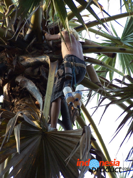 siwalan-tree-35.jpg