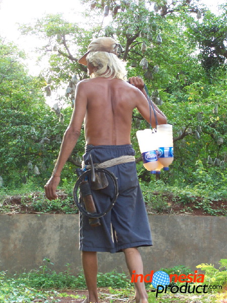 siwalan-tree-36.jpg