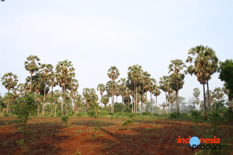 siwalan-tree-39.jpg