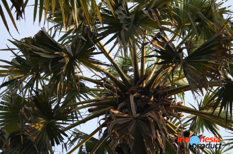 siwalan-tree-42.jpg