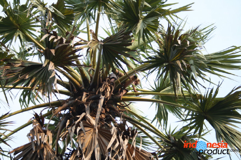 siwalan-tree-44.jpg