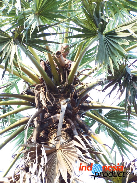 siwalan-tree-45.jpg