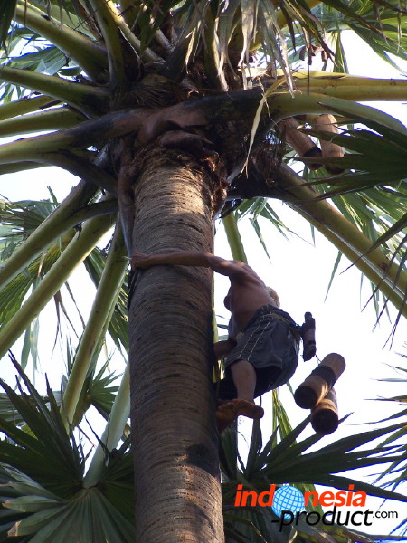 siwalan-tree-46.jpg