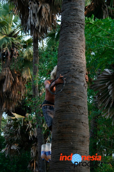 siwalan-tree-47.jpg