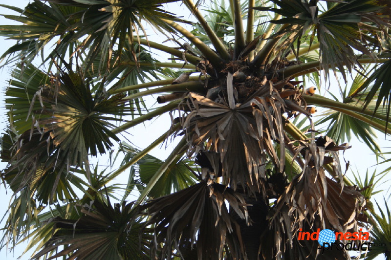 siwalan-tree-48.jpg