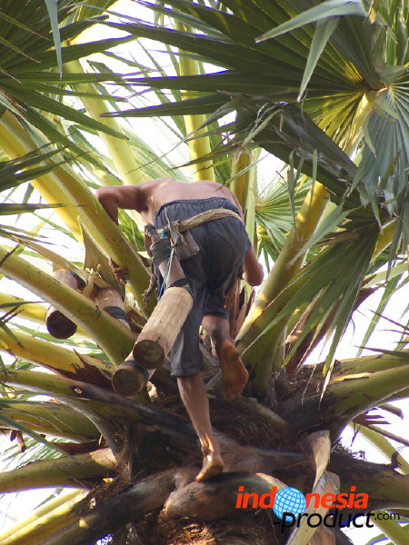 siwalan-tree-49.jpg