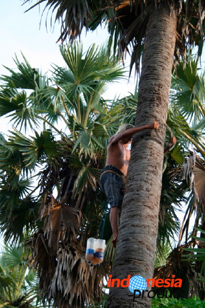 siwalan-tree-50.jpg