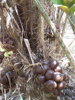 snake-fruit-14