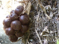 snake-fruit-15