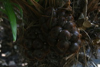 snake-fruit-16