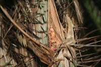 snake-fruit-19