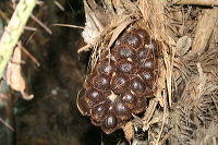 snake-fruit-20