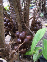 snake-fruit-22
