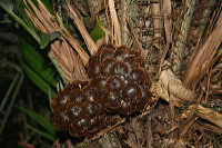 snake-fruit-23