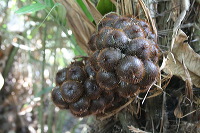 snake-fruit-24