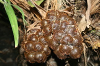 snake-fruit-25