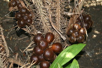 snake-fruit-27