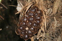 snake-fruit-28