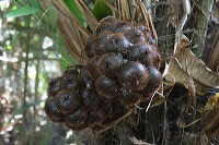snake-fruit-31