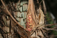 snake-fruit-32