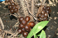 snake-fruit-34