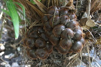 snake-fruit-35