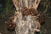 snake-fruit-36
