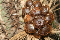 snake-fruit-38
