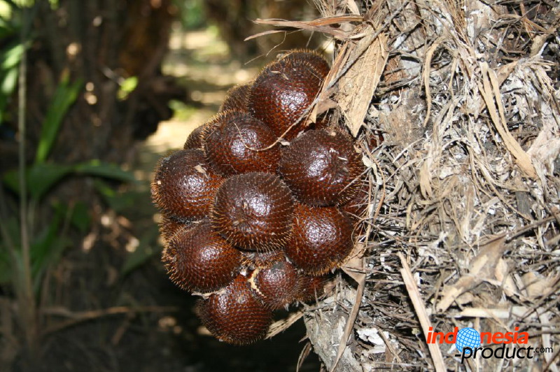 snake-fruit-04.jpg