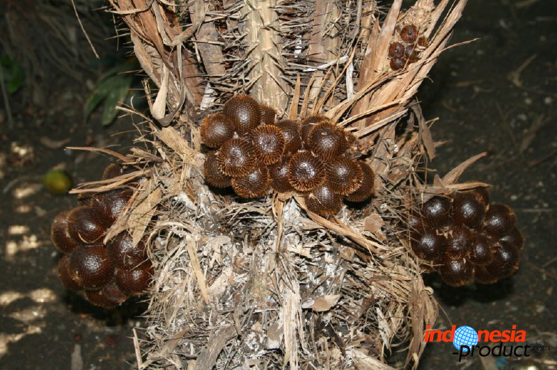 snake-fruit-08.jpg