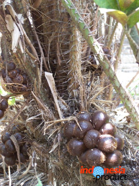 snake-fruit-14.jpg