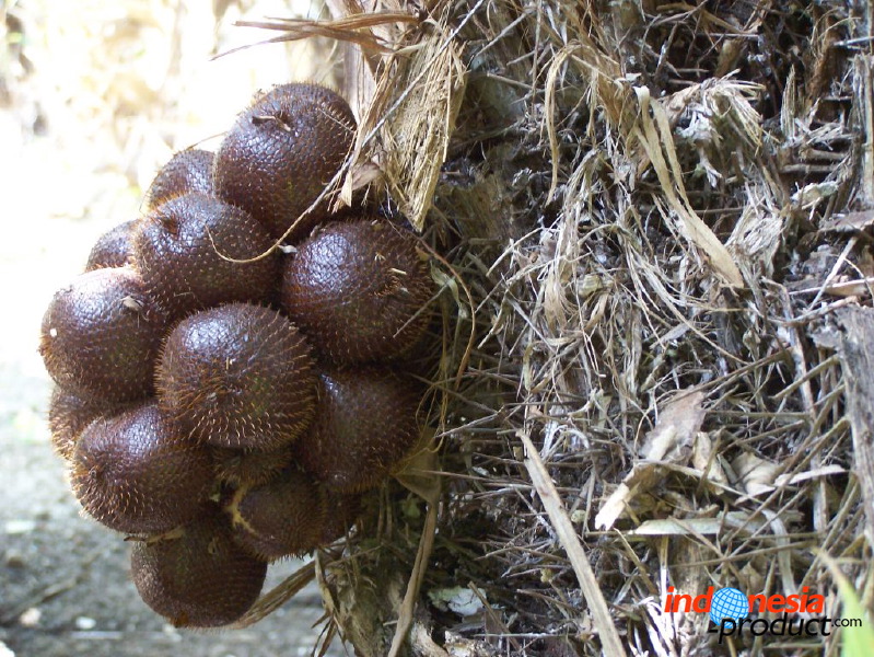 snake-fruit-15.jpg