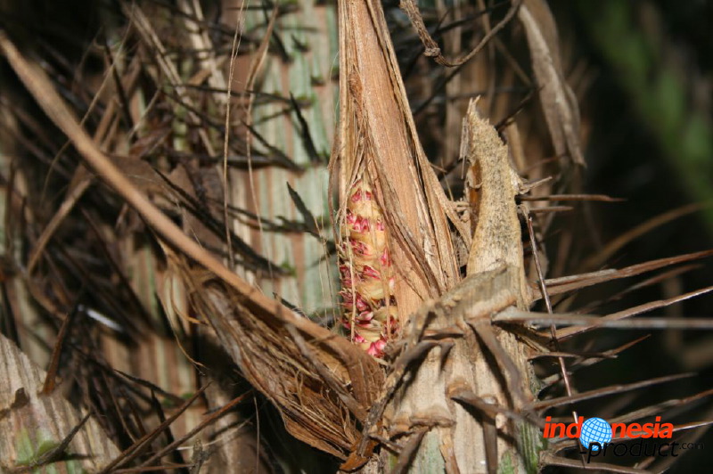 snake-fruit-19.jpg