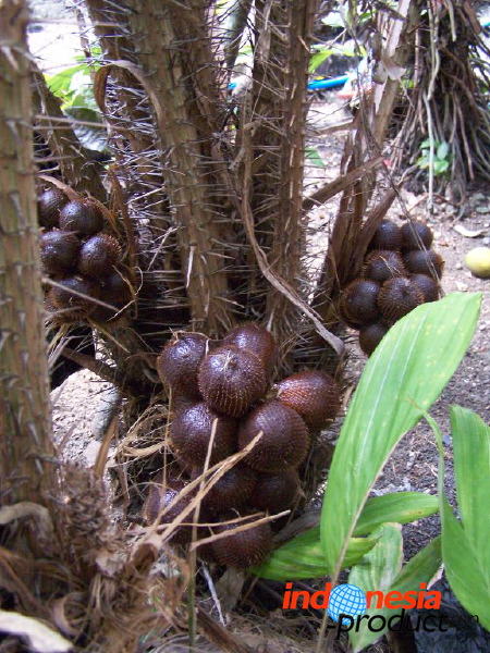 snake-fruit-22.jpg