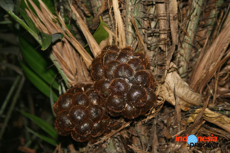 snake-fruit-23.jpg