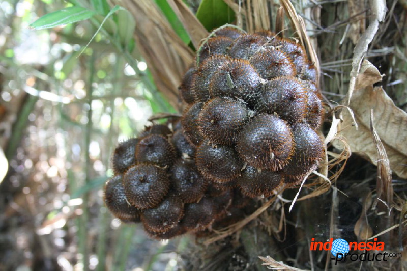 snake-fruit-24.jpg