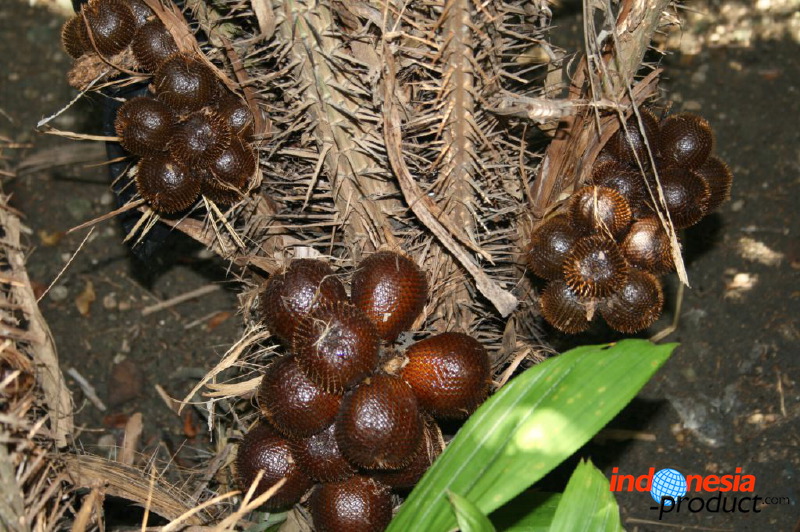 snake-fruit-27.jpg