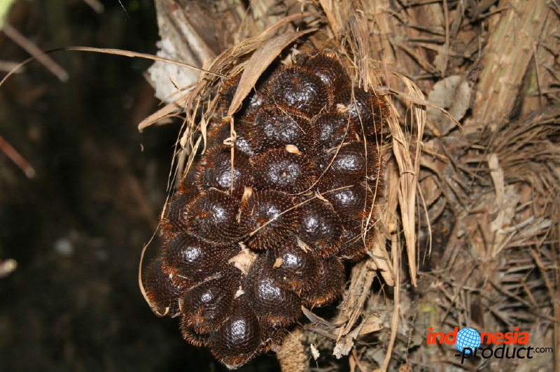 snake-fruit-28.jpg