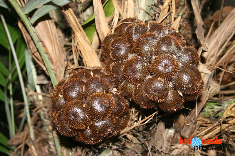 snake-fruit-29.jpg