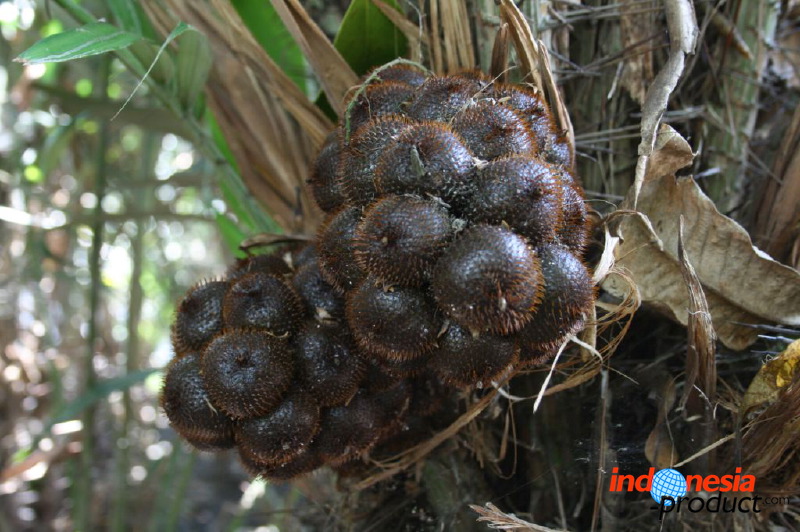 snake-fruit-31.jpg