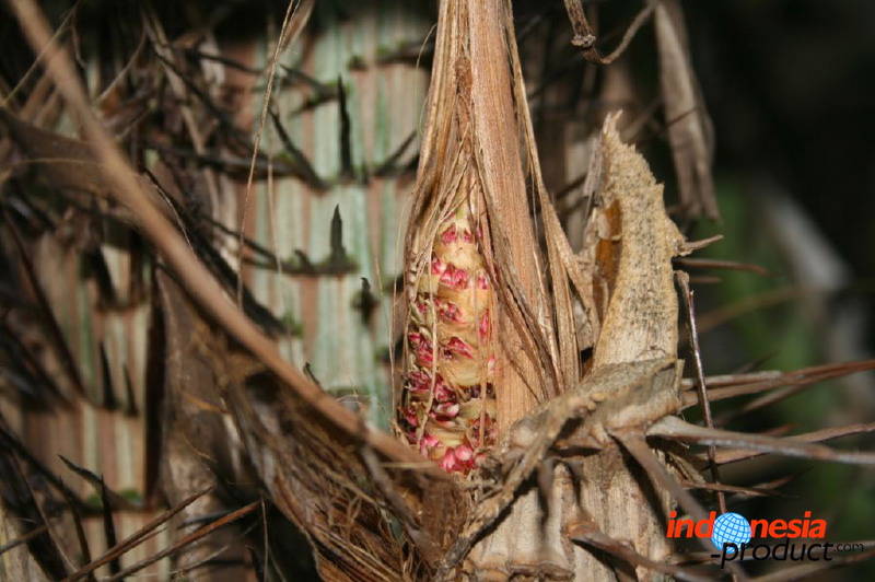 snake-fruit-32.jpg