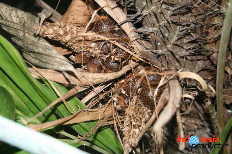 snake-fruit-33.jpg