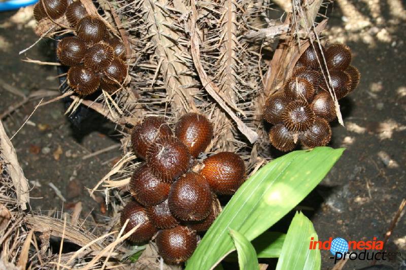 snake-fruit-34.jpg