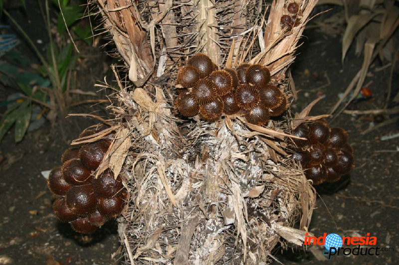 snake-fruit-36.jpg