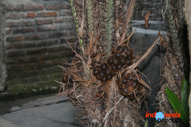 snake-fruit-37.jpg