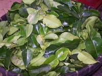 typical-food-trenggalek-44
