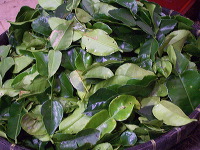 typical-food-trenggalek-51