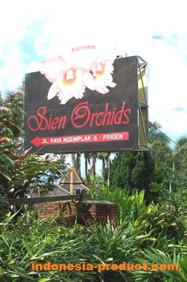  Sien Orchid is often visited by both domestic and foreign domestic tourists
