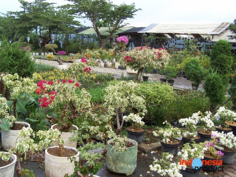 Batu Plantation - The Center of Florist with Various Kind of Flower Plantation Products from East Java Area